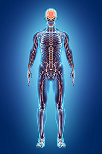 Agmatine - Copyright – Stock Photo / Register Mark