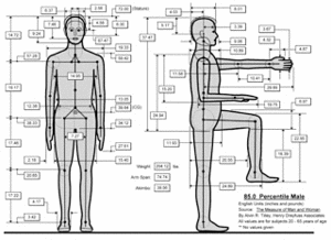 The mean dimensions of a man. - Copyright – Stock Photo / Register Mark