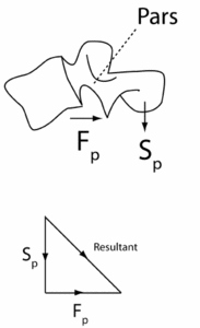 The Biomechanics of Spondylolysis, Part 1 - Copyright – Stock Photo / Register Mark