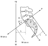 The Biomechanics of Spondylolysis, Part 1 - Copyright – Stock Photo / Register Mark