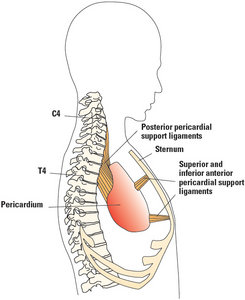 pericardium - Copyright – Stock Photo / Register Mark