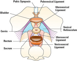 suspensory ligaments - Copyright – Stock Photo / Register Mark