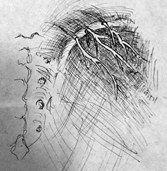 osteofibrous - Copyright – Stock Photo / Register Mark