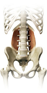 Quadratus Lumborum - Copyright – Stock Photo / Register Mark