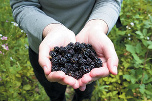 raspberries in hands - Copyright – Stock Photo / Register Mark