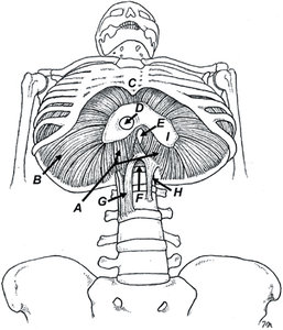 spine diagram - Copyright – Stock Photo / Register Mark