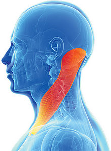 sternocleidomastoid - Copyright – Stock Photo / Register Mark